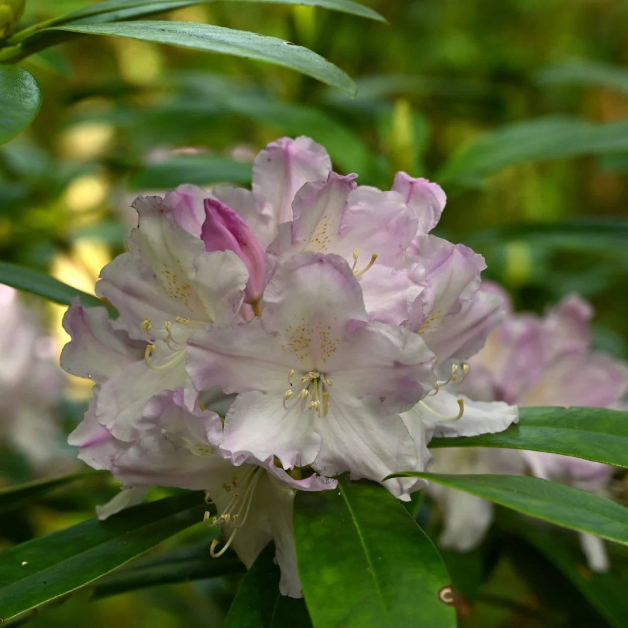 R. macrophyllum RB891